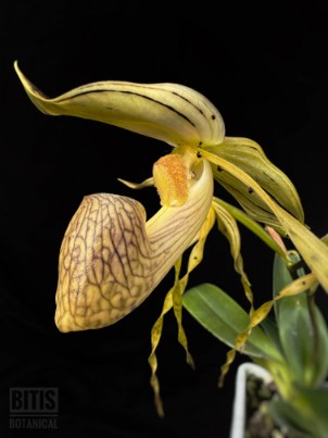 Bitis Botanical - Orchids & Artwork
