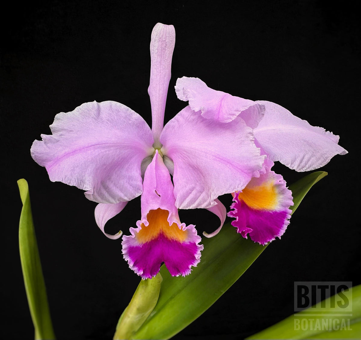 Bitis Botanical - Orchids & Artwork