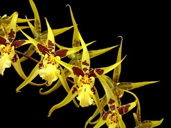 Brassidium Yellow Star 'Golden Gambol'