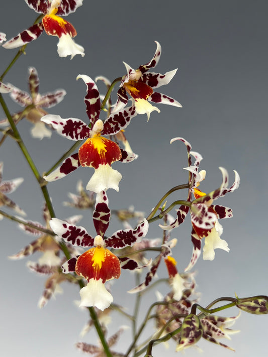 Oncidium Rex's Luck 'Firefly'