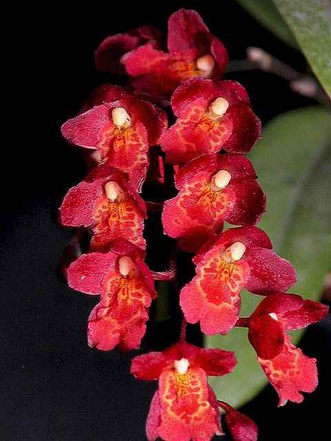 Leomesezia Lava Burst 'Puanani' AM/AOS