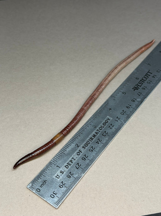 Marcus - Worm Figurine 46