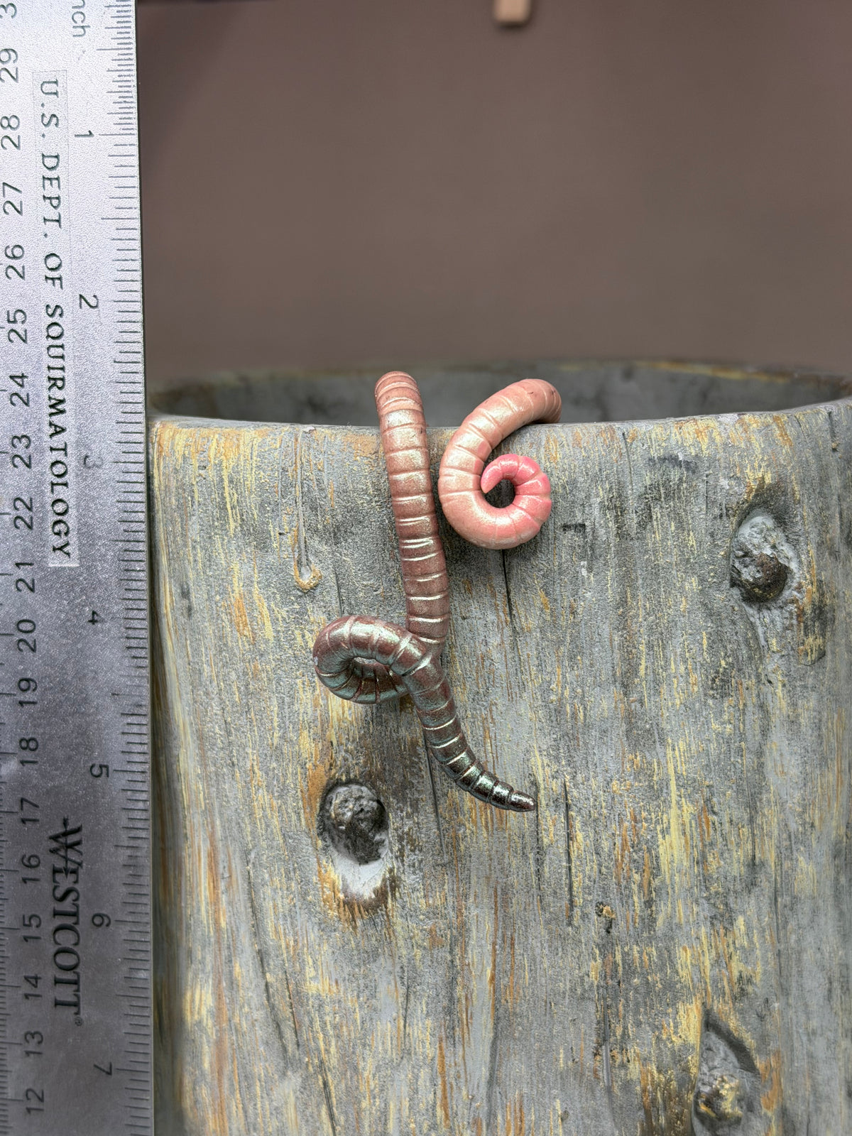 Cutie Crawler Planter Buddy 19