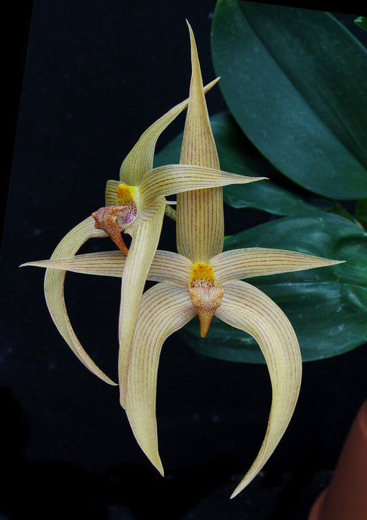 Bulbophyllum Jersey