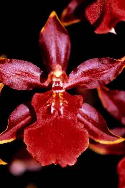Oncostele Wildcat 'Bobcat' AM/AOS