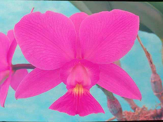 Cattleya walkeriana 4N