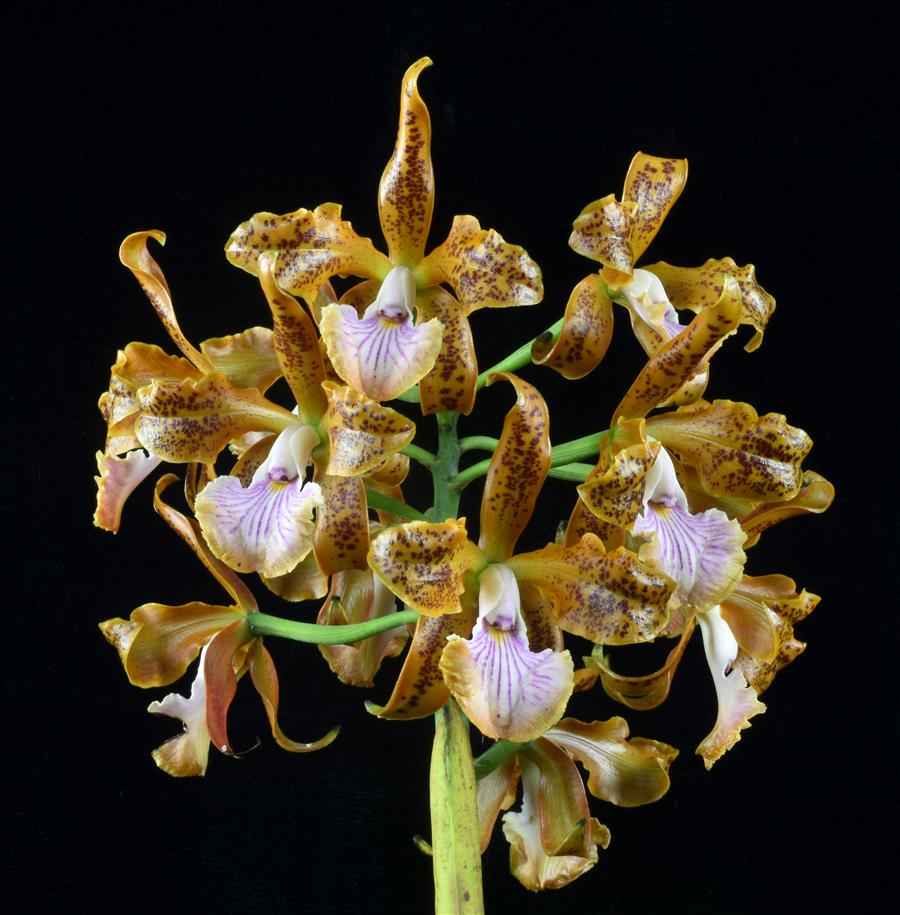Cattleya velutina
