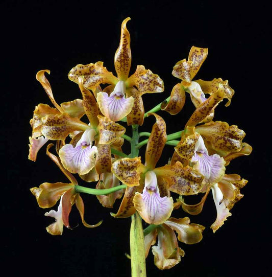 Cattleya velutina