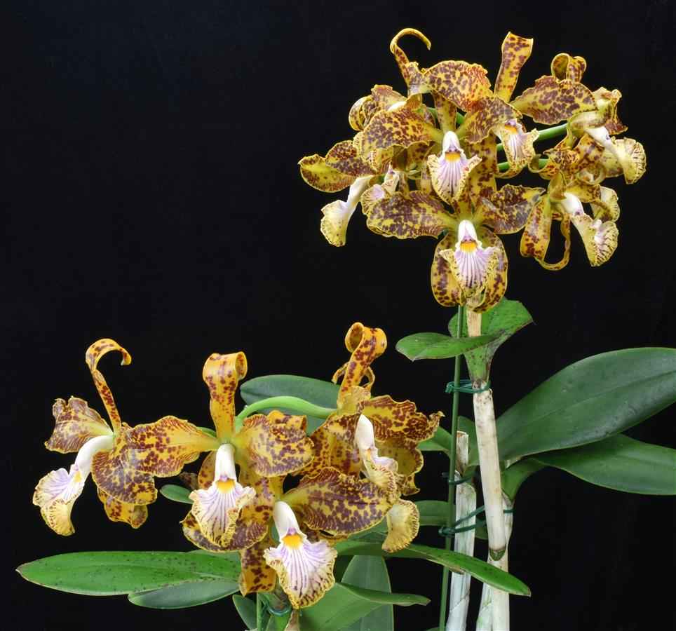 Cattleya velutina
