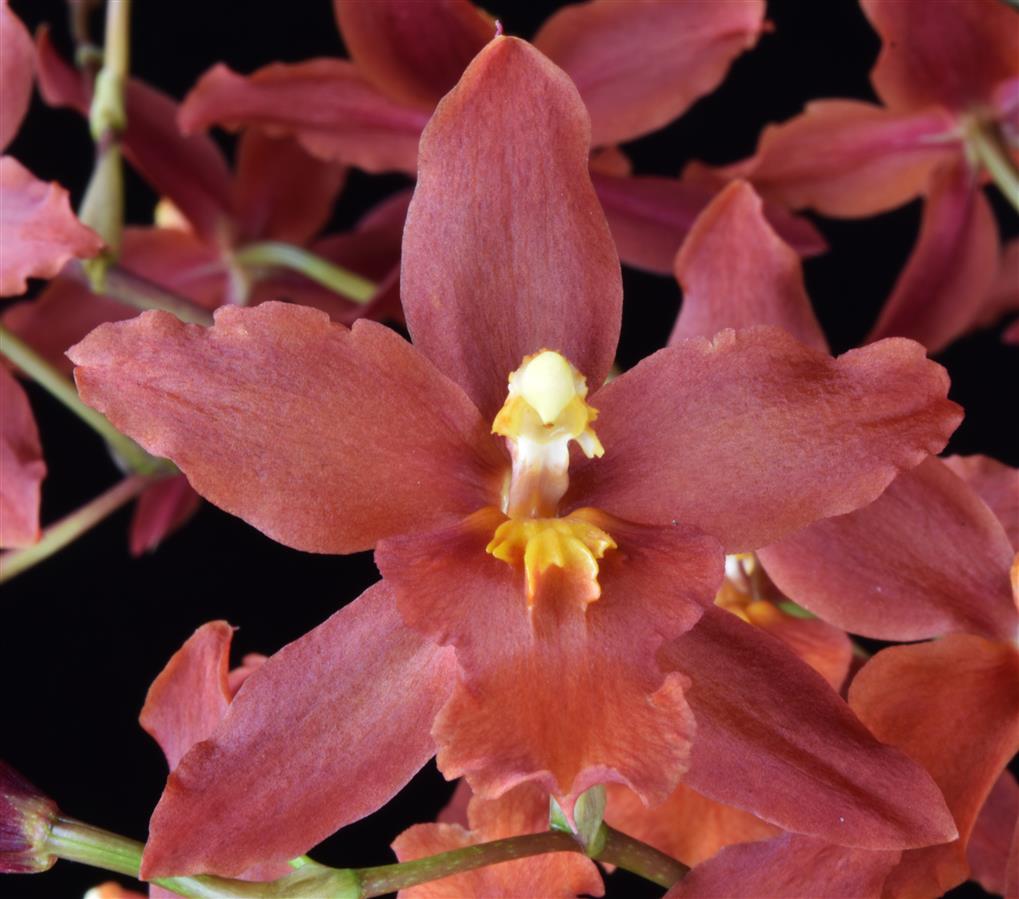 Oncidium Space Mine 'Red Rendezvous' AM/AOS