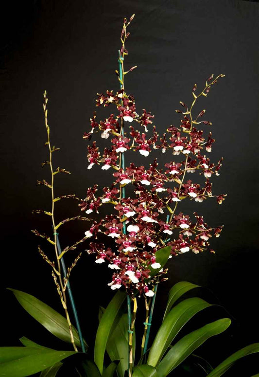 Oncidium Aka Baby 'Raspberry Chocolate' AM/AOS