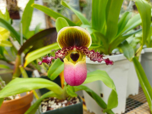 Paphiopedilum glaucophyllum