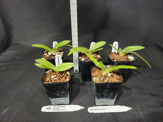 Paphiopedilum anitum