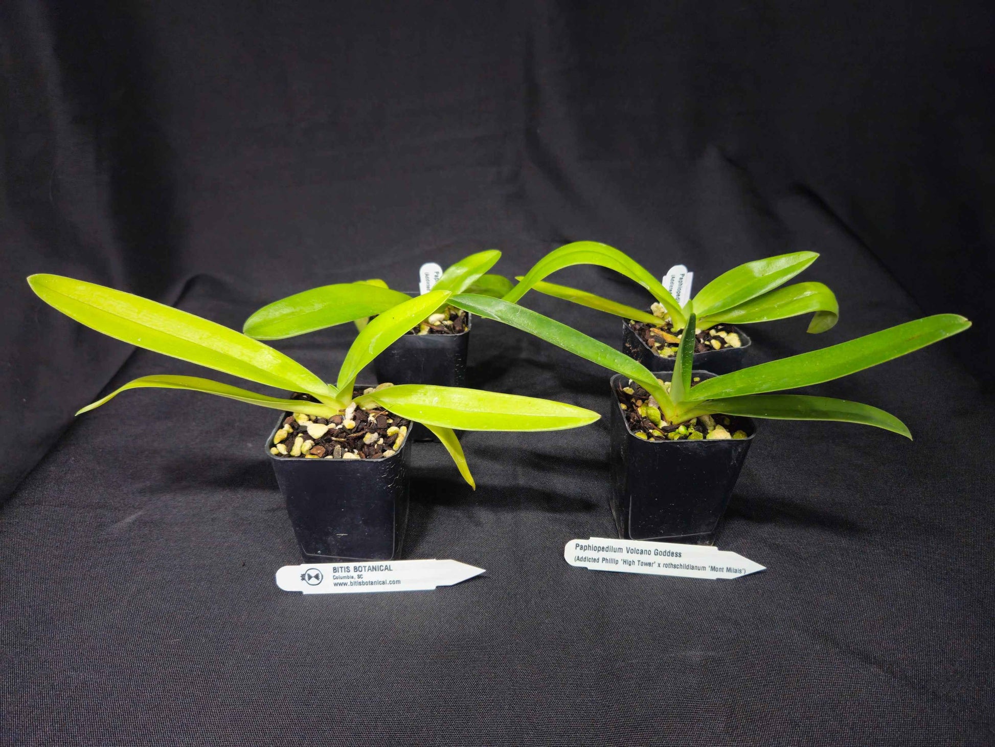 Paphiopedilum Volcano Goddess
