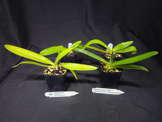 Paphiopedilum Volcano Goddess