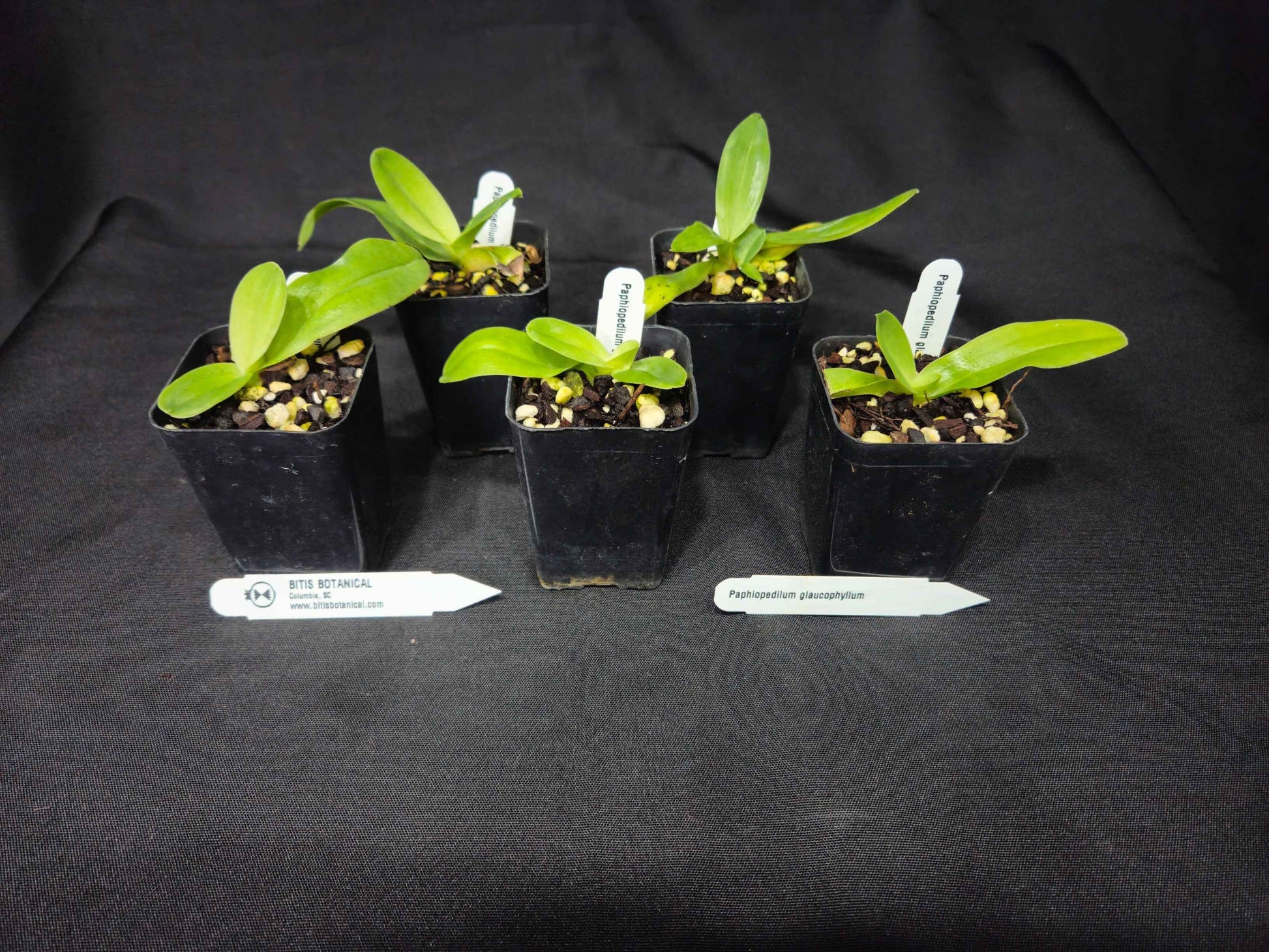 Paphiopedilum glaucophyllum