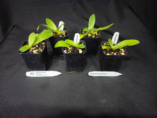 Paphiopedilum glaucophyllum