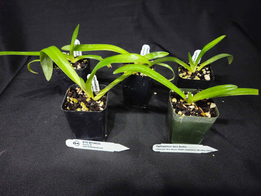 Paphiopedilum Saint Swithin