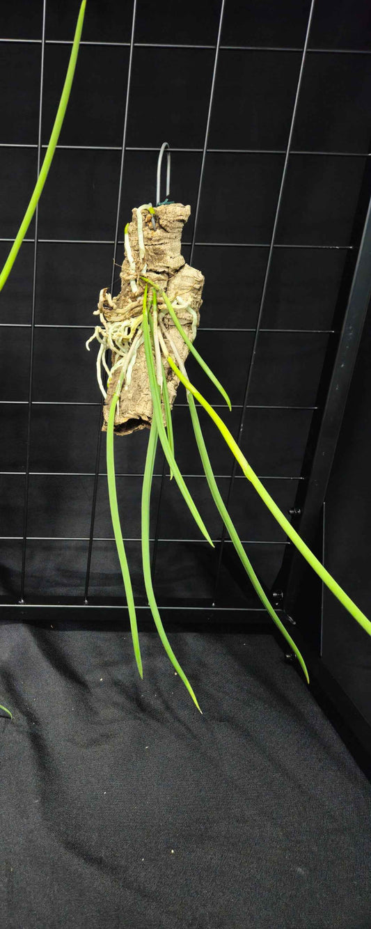 Brassavola fragrans (tuberculata) × subulifolia