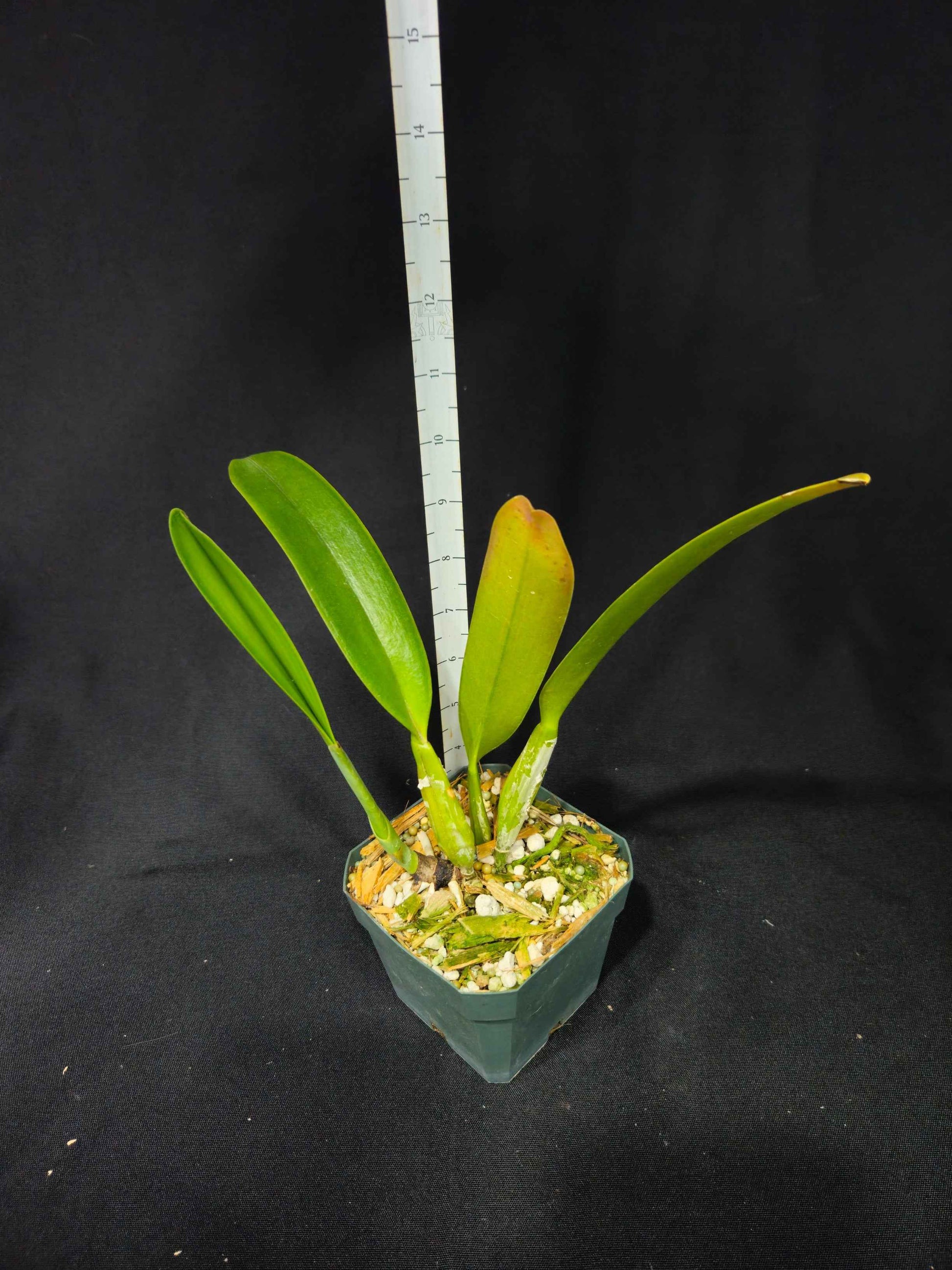 Cattleya trianaei 'Cashen's' FCC/AOS