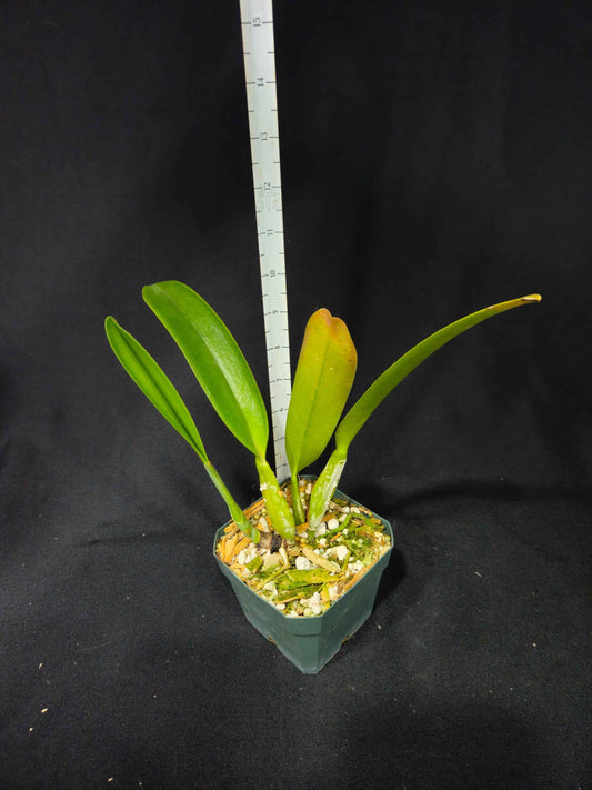 Cattleya trianaei 'Cashen's' FCC/AOS