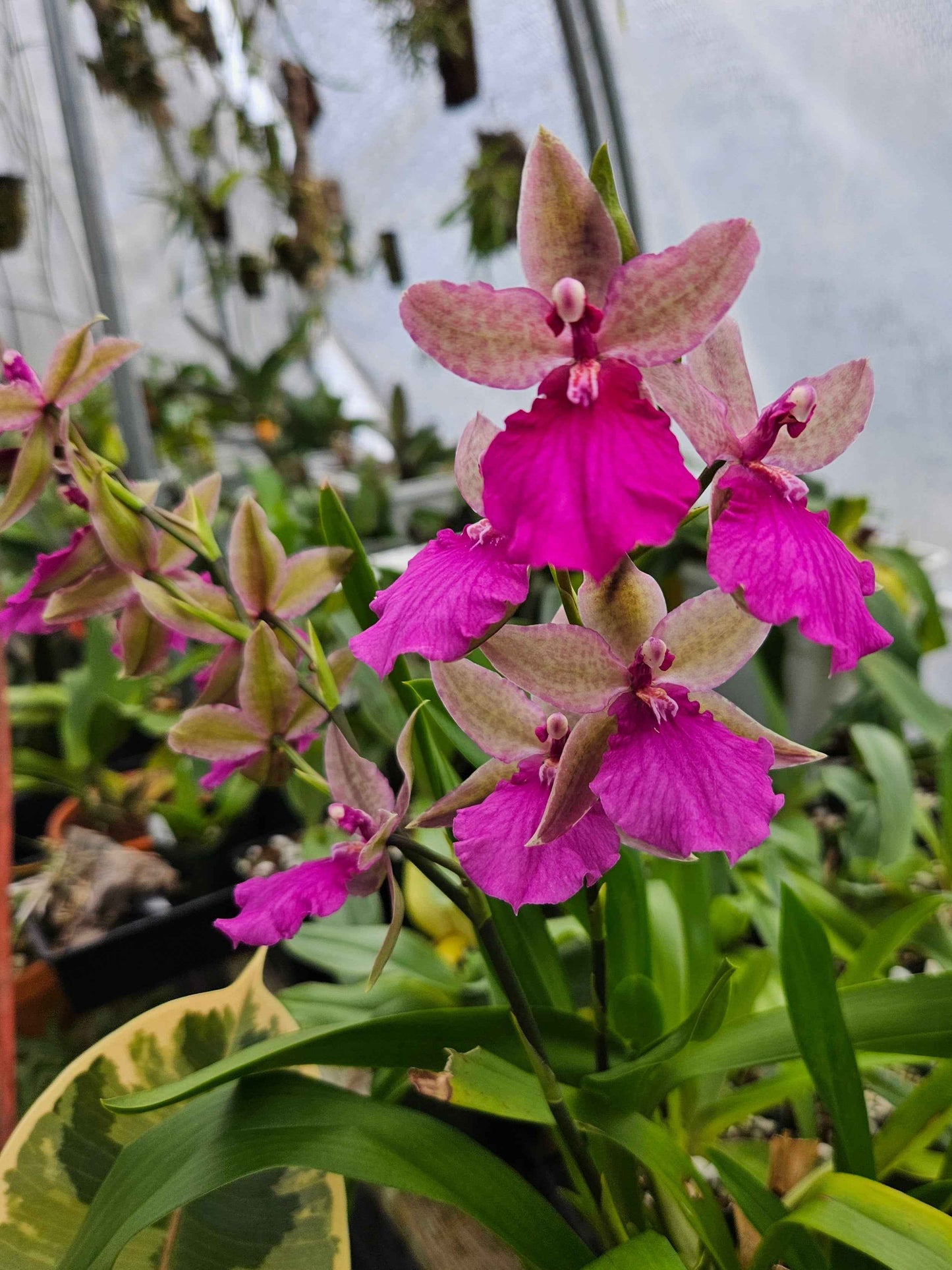 Rhynchonia Pacific Paranoia 'Other Side of Cool'