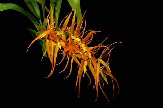 Brassia Orange Delight 'Hilo Sunrise' HCC/AOS