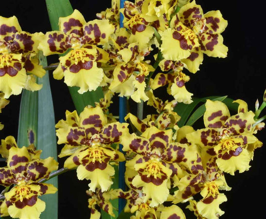 Oncidium Pacific Passage 'Peach Cobbler' AM/AOS