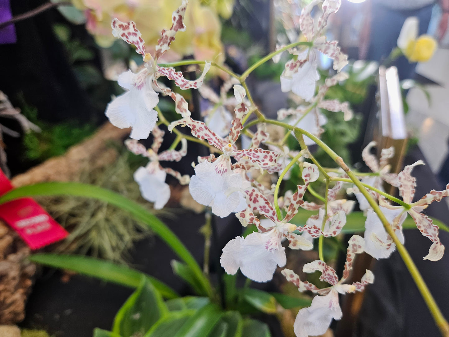 Oncidium Speckled Spire 'Whisp'