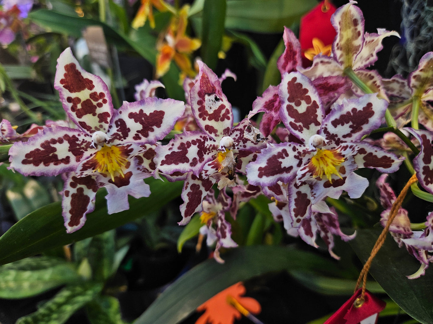 Oncostele Tan Treasures 'Lavender Picotee'