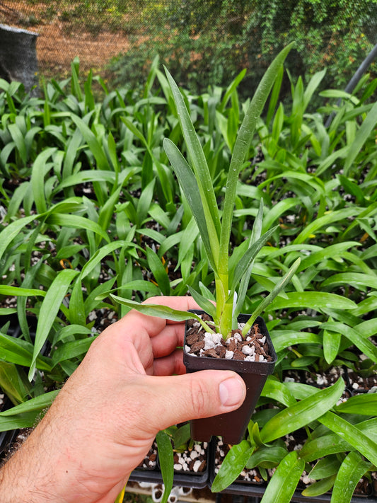 Oncidium Space Mine 'Red Rendezvous' AM/AOS