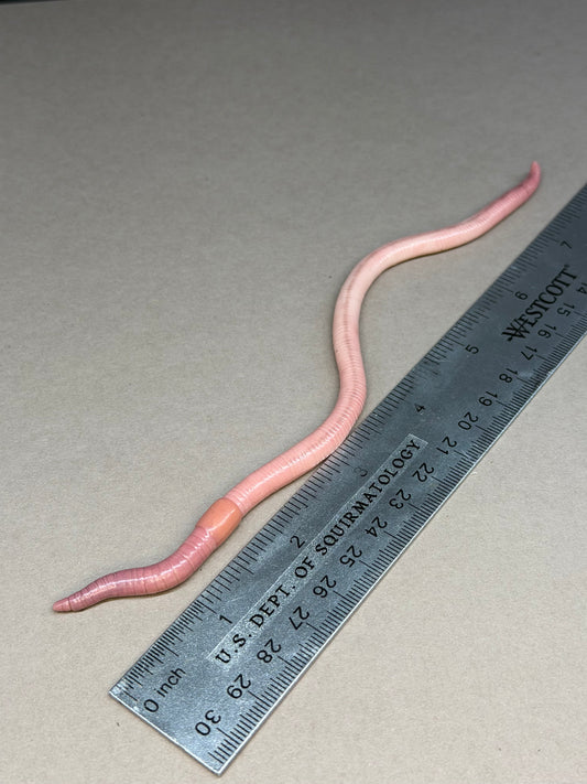 Sam Wormchester - Worm Figurine 90
