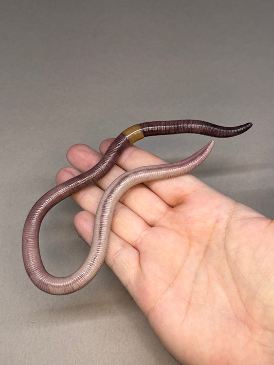 Deb - Big Freaking Worm Figurine 7