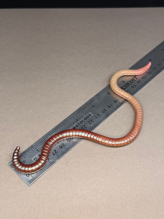 Giblet - CUTIE CRAWLER STYLE Big Freaking Worm Figurine 9