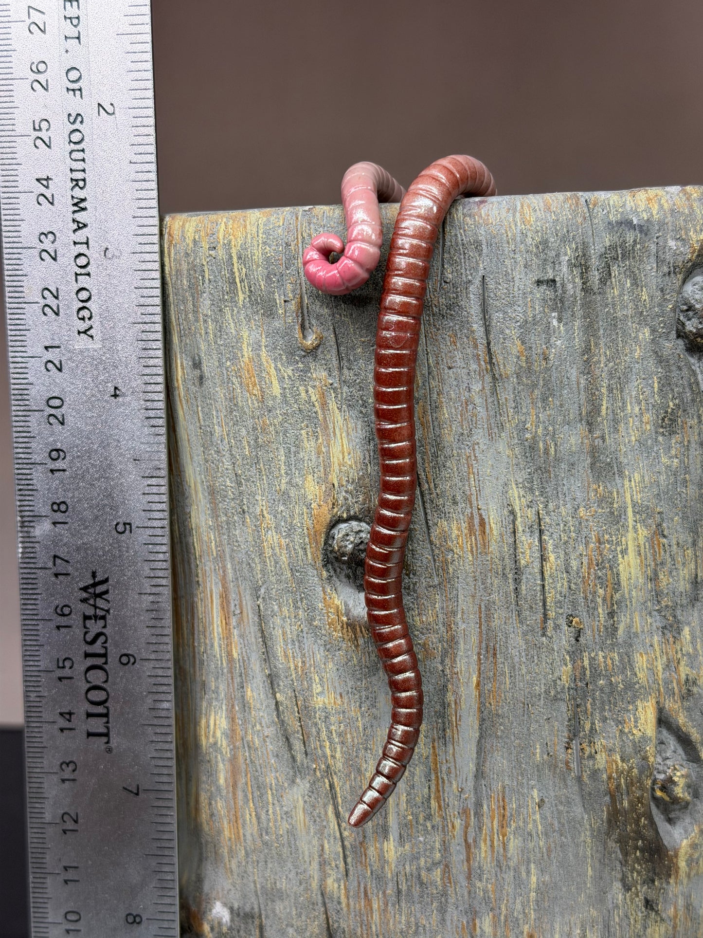 Cutie Crawler Planter Buddy 5
