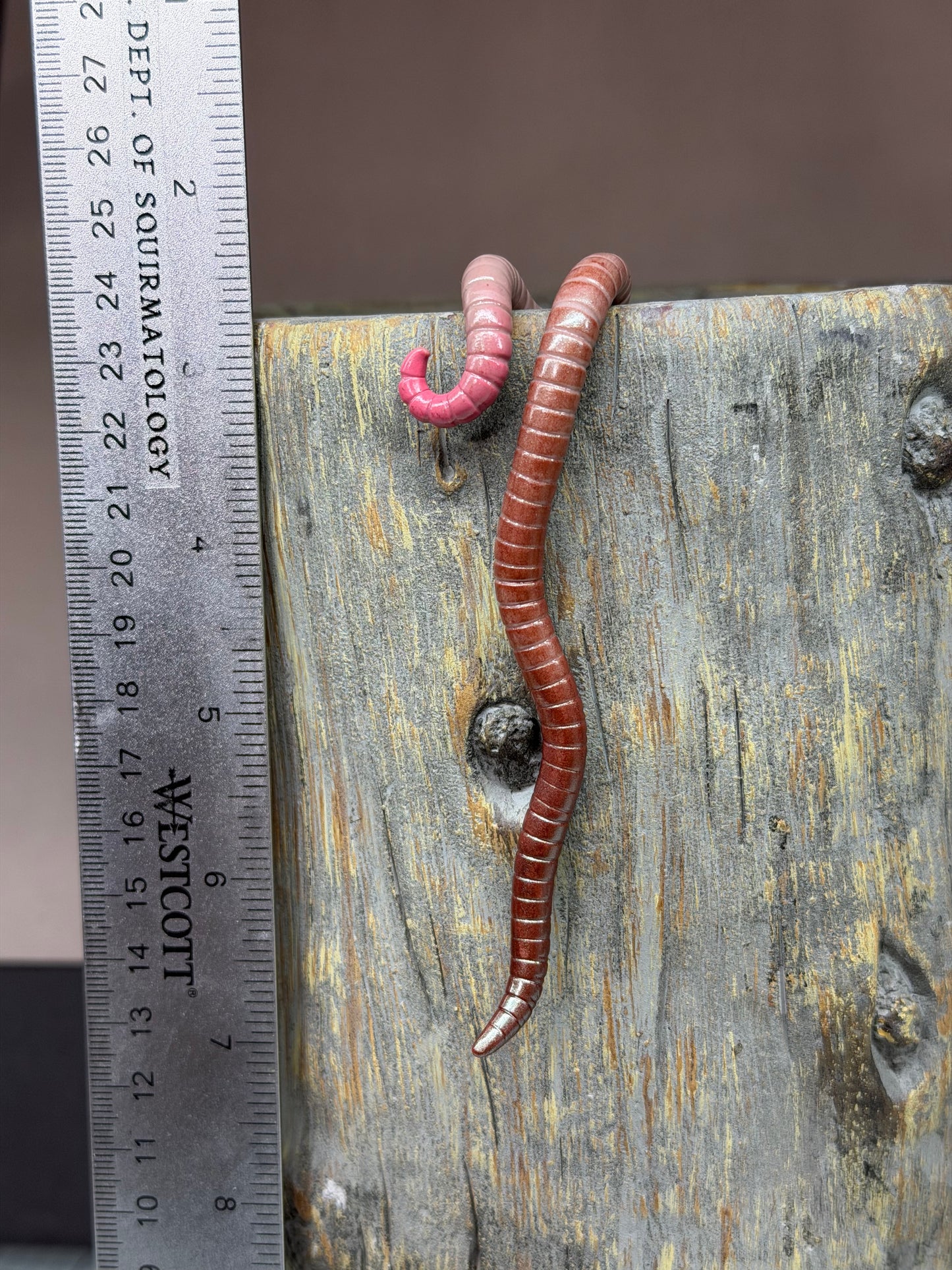 Cutie Crawler Planter Buddy 10