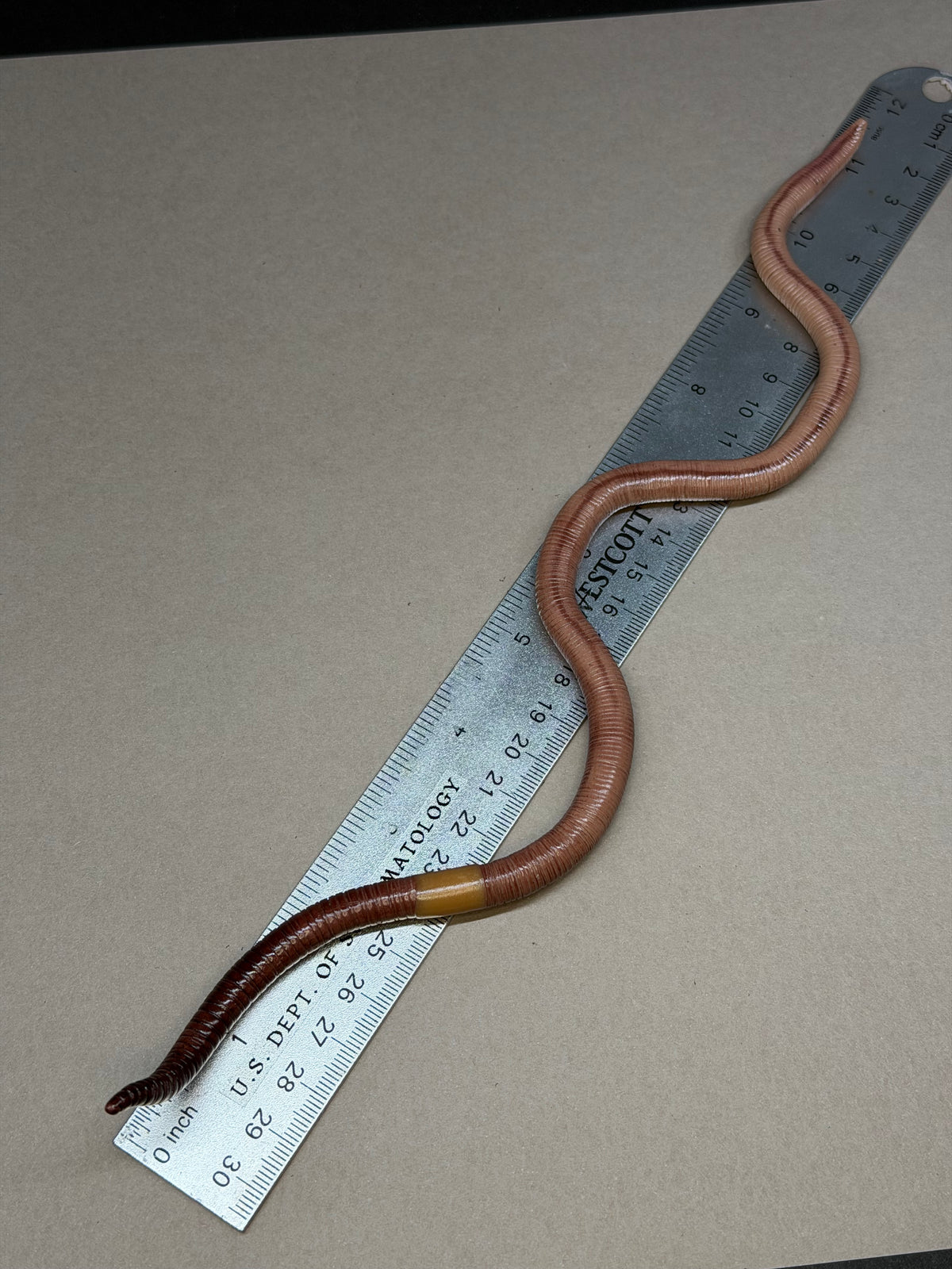 Gertha - Big Freaking Worm Figurine 2