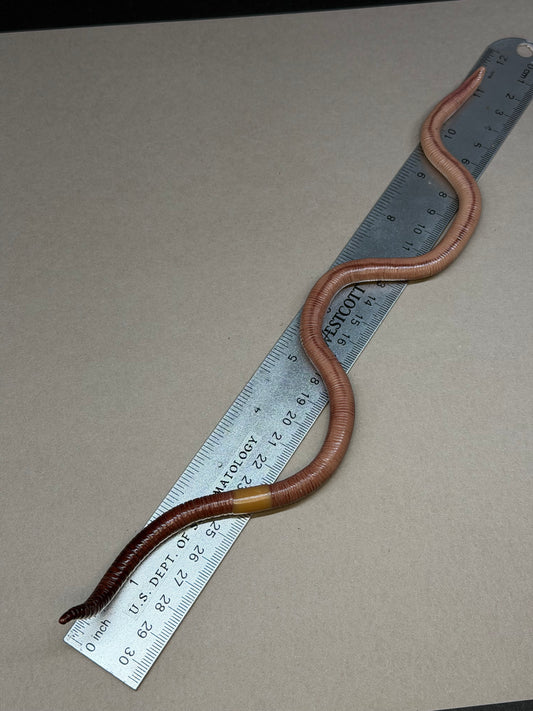 Gertha - Big Freaking Worm Figurine 2