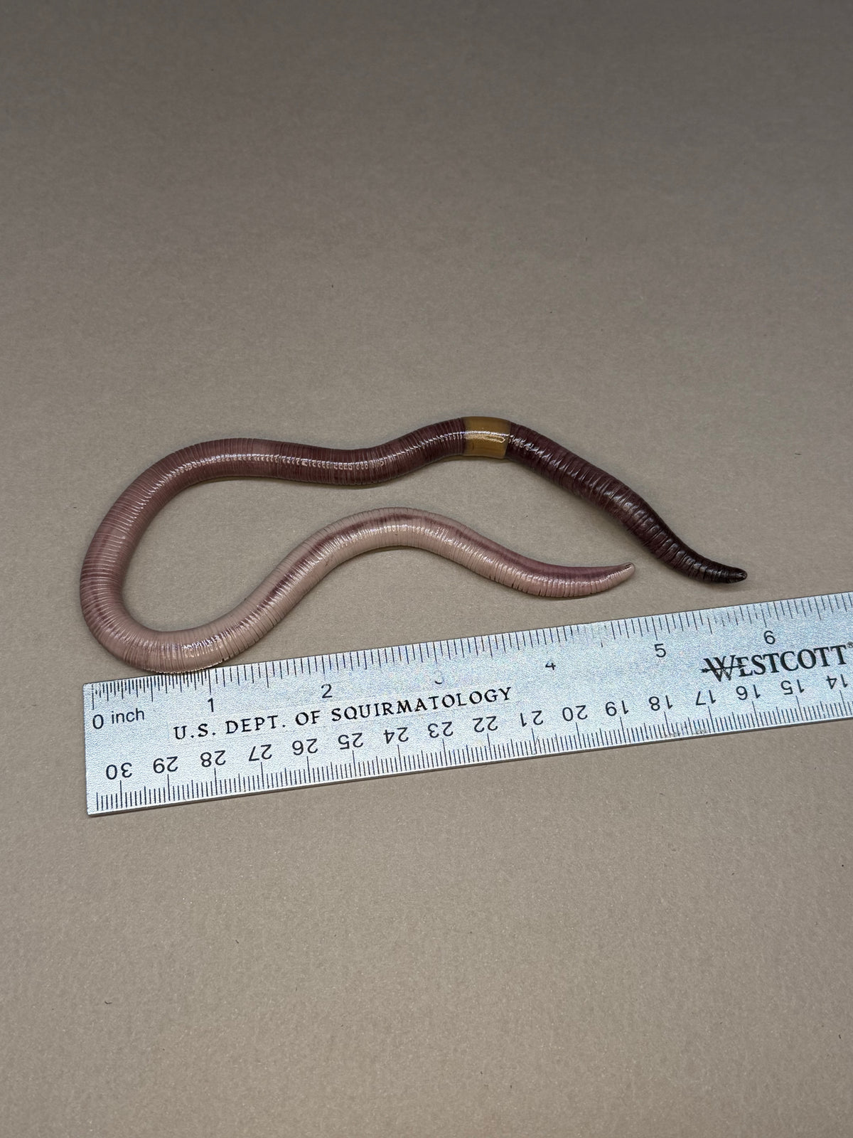 Deb - Big Freaking Worm Figurine 7