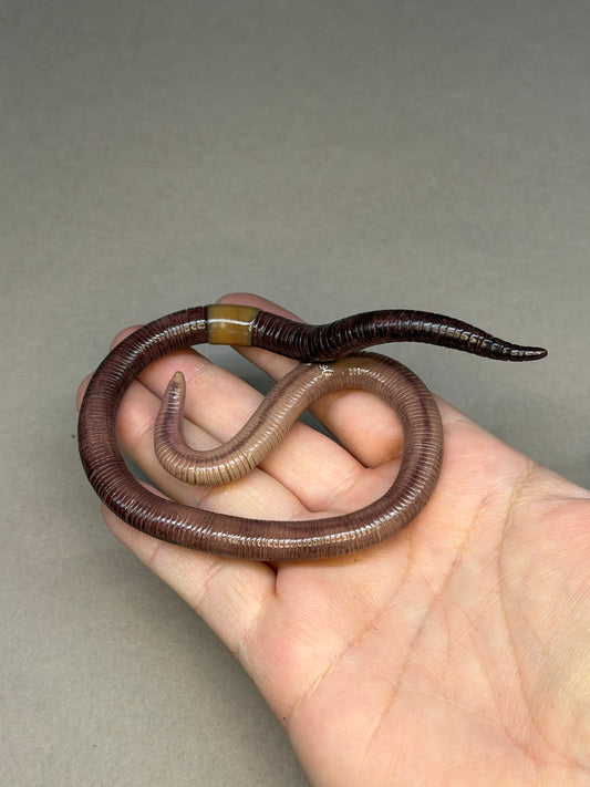 Hoss - Big Freaking Worm Figurine 5