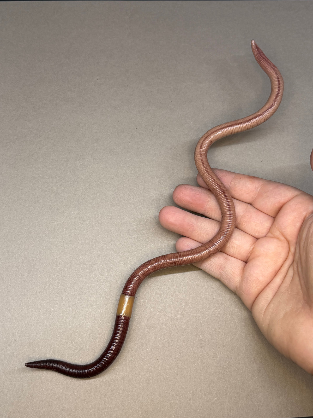 Lemgth - Big Freaking Worm Figurine 1