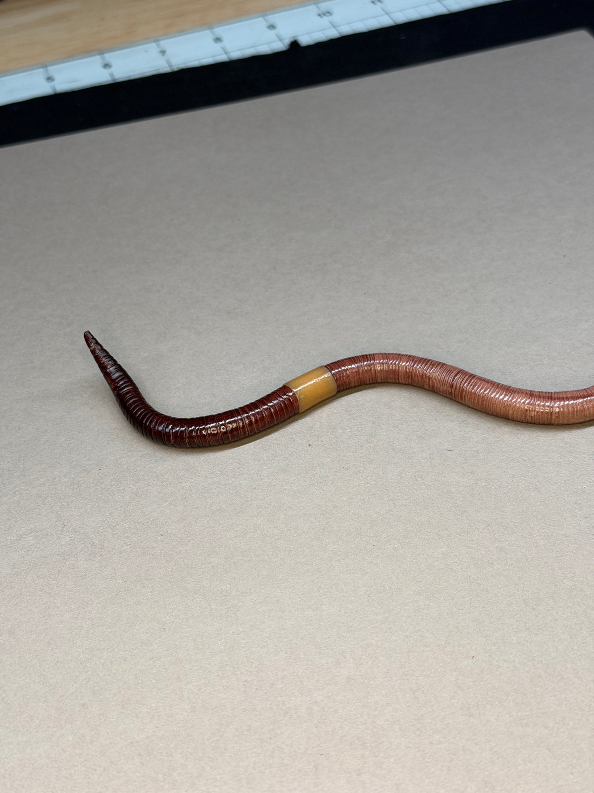 Lemgth - Big Freaking Worm Figurine 1