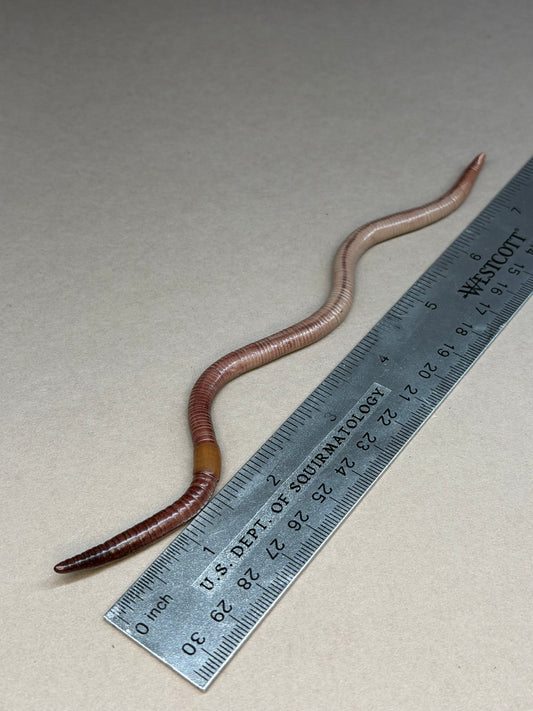 Lara Crawlft - Worm Figurine 91