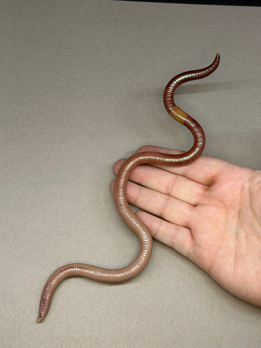 Peaches - Big Freaking Worm Figurine 3