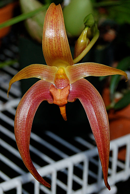 Bulbophyllum Jersey