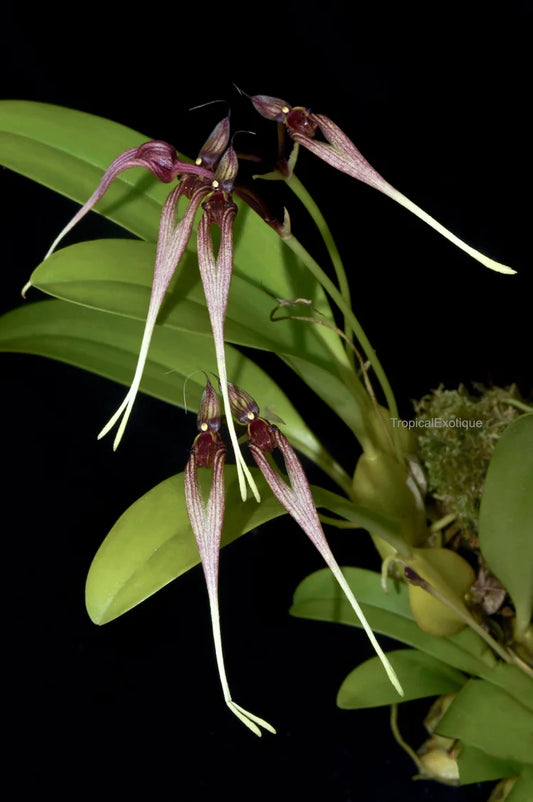 Bulbophyllum biflorum