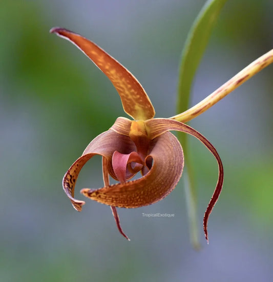 Bulbophyllum lobbii