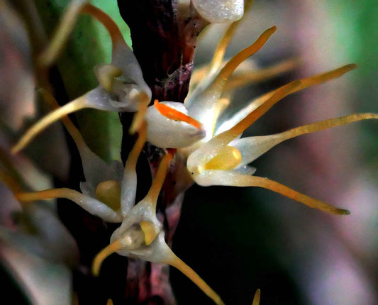 Bulbophyllum sessile