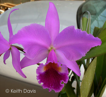 Cattleya labiata fma. rubra 'Schuler' x self