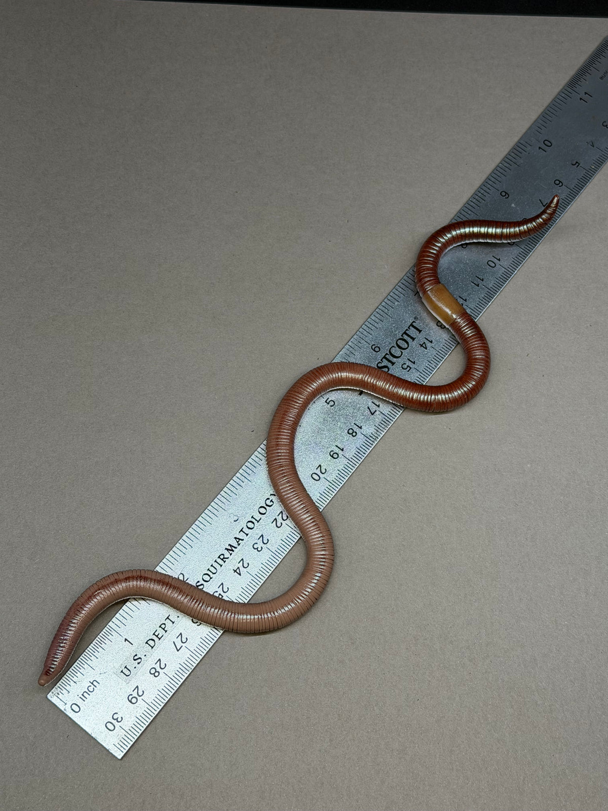 Peaches - Big Freaking Worm Figurine 3